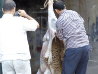 Qui veut procéder au sacrifice de mon mouton '