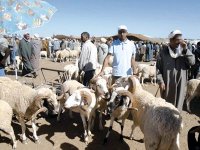 Les prix du mouton plus bas cette année