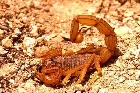 Envenimation scorpionique 5 décès durant les premiers mois de 2014 à Ouargla