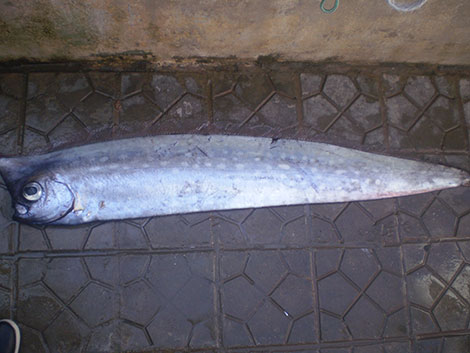 العثور على سمكة غريبة بعرض البحر بتيبازة