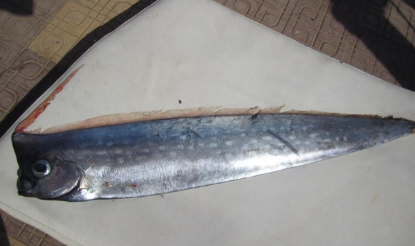 بالصور .. صيادون ينتشلون سمكة غريبة بطول 120 سنتمتر بميناء تيبازة