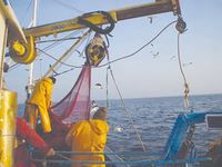 L'animal marin viendrait de l'océan Pacifique