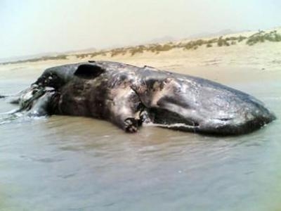 العثور على سمكة ضخمة بشاطئ بن مهيدي في سكيكدة