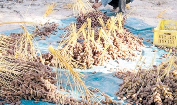 نحو جني 3.7 ملايين قنطار من التمور ببسكرة الموسم القادم