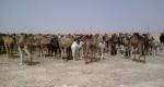 مربو الإبل بالوادي يشتكون من عصابات إجرامية