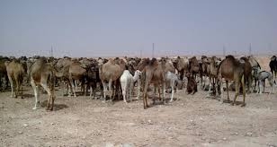 مربو الإبل بالوادي يشتكون من عصابات إجرامية