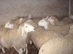 أزيد من 2 مليون رأس غنم مهددة بالمسيلة