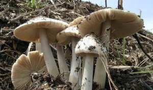 ظهور فطريات سامة عقب الأمطار الأخيرة بتيارت