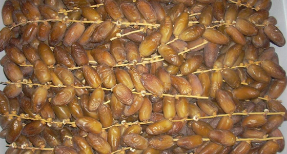 داء البوفروة‮ ‬يقصي‮ ‬غرداية من قائمة المناطق المنتجة للتمور