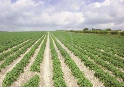 Ouverture d'un institut national spécialisé en techniques agricoles à Mascara