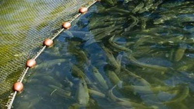 عين تموشنت من الولايات المعول عليها في تطوير الصيد البحري