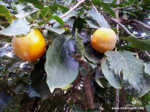 Recette de Plaquemine