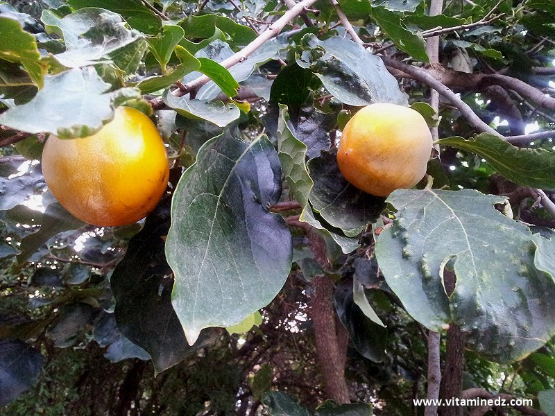 Recette de Plaquemine