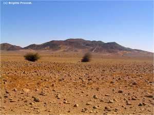 Sahara : c'est quoi LA HAMADA (El Hmada)