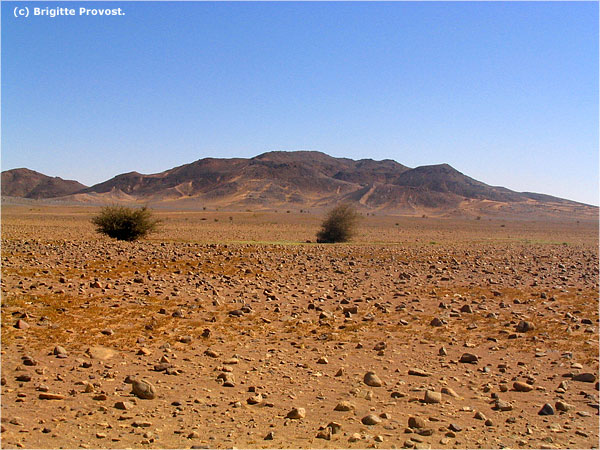 Sahara : c'est quoi LA HAMADA (El Hmada)