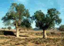 Sahara : c'est quoi La Daya