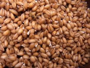 Le germe de blé, bon pour la santé