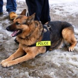 حجز عتاد خاص بتزوير هياكل السيارات بالمدية