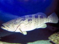 « Le bétanodavirus est à l'origine de l'épizootie » selon le professeur Kacher