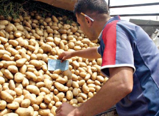 رغم احتلال معسكر المرتبة الرابعة وطنيا في الإنتاج