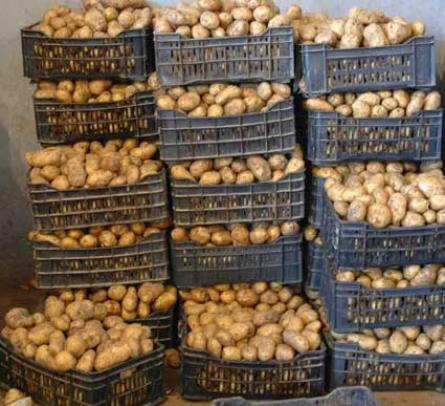 انطلاق حملة الجني المبكر بمستغانم