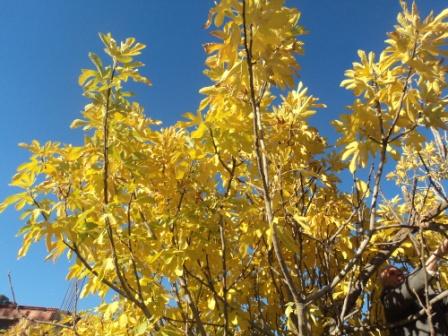 Le feuillage de figuier, aliment de bétail autrefois très utilisé