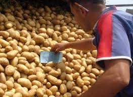 مواطنو عين الدفلى مستاؤون من غلاء أسعار البطاطا