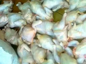 في أكبر عملية لمفتشية البيطرة بتيارت