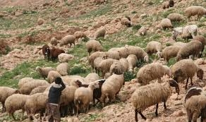 جماعة إرهابية تفصل رأس راعي غنم عن جسده بالمدية
