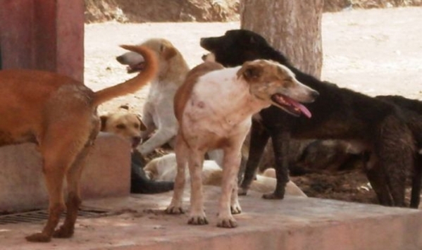 الوادي والكلاب الضالة يهددان تلاميذ قرية بن تومي في البرج