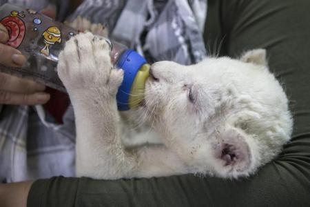 أنثى أسد تضع شبلاً أبيض نادراً في حديقة للحيوان بأمريكا