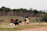 Plus de 41 millions de litres produits en 10 mois à Boumerdès