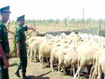 عصابة سرقة المواشي في قبضة الدرك بالمدية