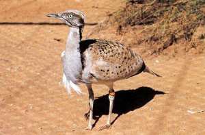 أمراء إماراتيون يحطّون الرّحال بالنعامة لصيد  الحبّار