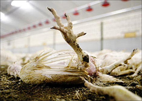 إبادة 205 ديك رومي مصاب بفيروس معد في باتنة