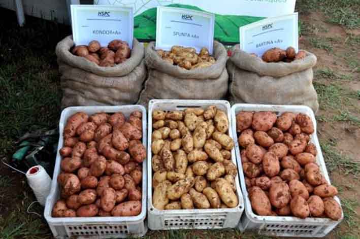 Culture de la pomme de terre à El-Bayadh