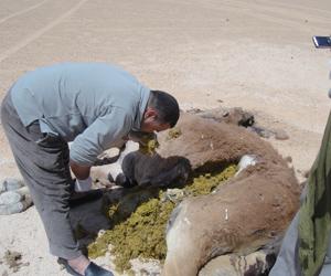 مخلفات آبار النفط وراء الكارثة شركات بترولية متهمة بتسميم 