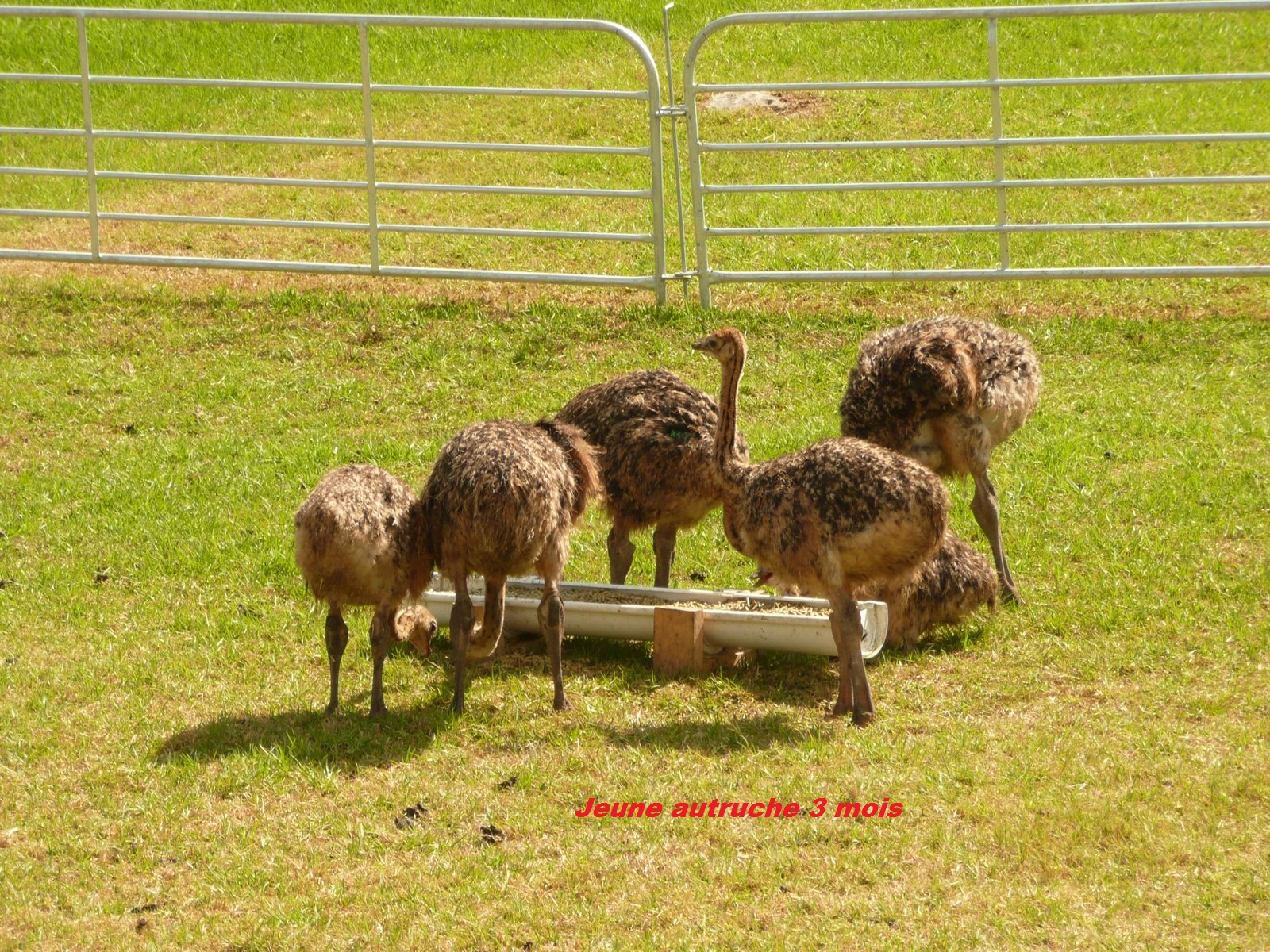 SIFAAC AUTRUCHE ALGERIE