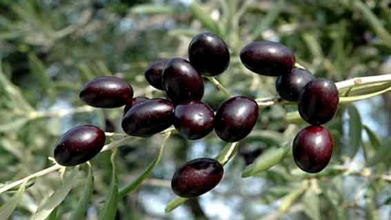 Mascara Démarche pour une labellisation de la variété d'olive 