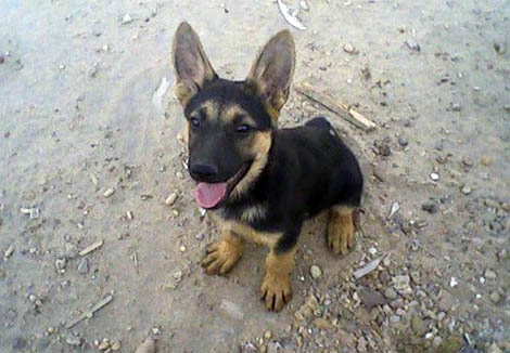 سبعة أفراد لسرقة جرو بالوادي