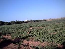 فلاحو سيدي عكاشة بالشلف غاضبون من تحويل 35 هكتارا من أجود الأراضي