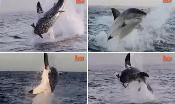 مقطع فيديو مميز ورائع .. قرش أبيض يستعرض قفزاته أمام أنظار الجميع