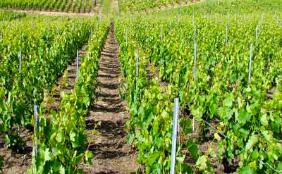 مادة زيتية ب60 هكتارا من حقول العنب و الأشجار المثمرة بعين تموشنت