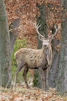 Un classement pour protéger le cerf de Barbarie