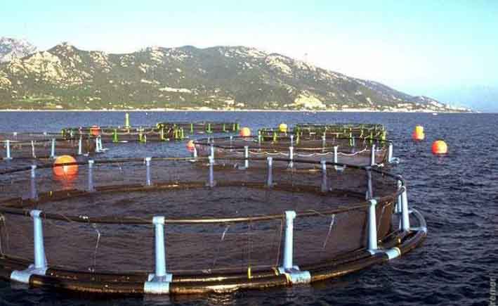 Pêche et l'aquaculture