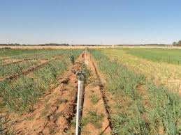 سكان سيدي مخلوف بالأغواط يطالبون ببرامج فلاحية