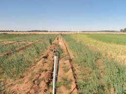 سكان سيدي مخلوف بالأغواط يطالبون ببرامج فلاحية