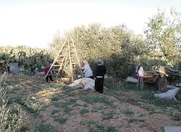 موسم كارثي لجني الزيتون وارتفاع في الأسعار بسكيكدة