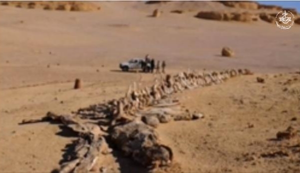 اكتشاف عظام ديناصورات في تمنراست