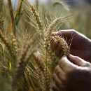 الجزائر لن تتأثـر بالتهاب أسعار الغذاء عالميا